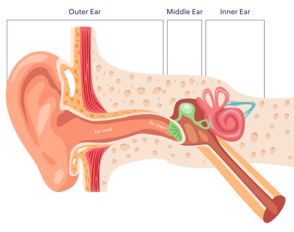 Outer, middle and inner ear diagram.